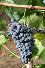 nero d'avola